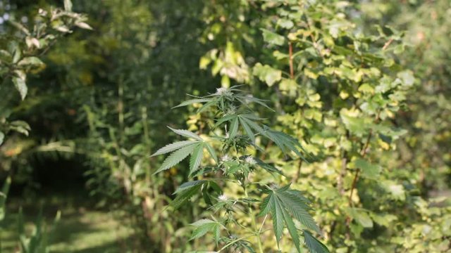 Cannabis female plant in the garden, Indica dominant hybrid in flowering phase, zoom effect.