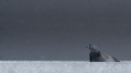 A pigeon hidden on the top of the road