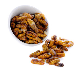 silkworm in white bowl on white background