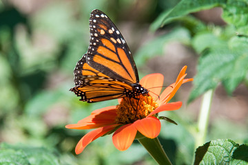 Monarch Butterfly