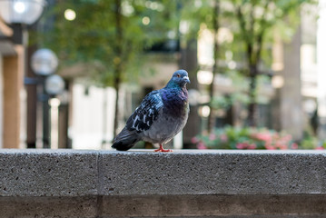 One legged pigeon in the city
