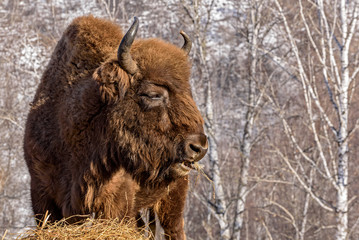 bison wild mammal portrait hay