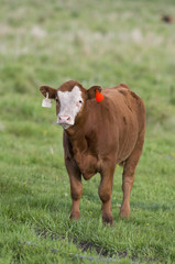 Young Beef Steer