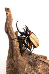 Five-horned Rhinoceros Beetle