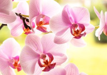 Fototapety  Orchidee, Orchideen, Orchidaceae, Orchid flowers  