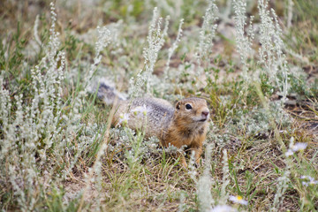 gopher crawling and sniffing
