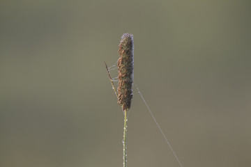 Spinnweben