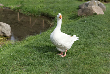 single white goose