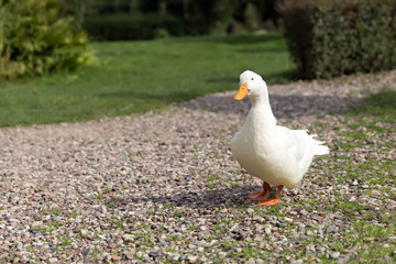 single white duck