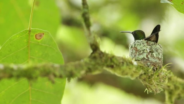 Hummingbird nesting in the tropic forest, Costa Rica, Small bird in the nest 