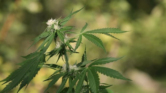Cannabis female plant in the nature, Indica dominant hybrid in flowering phase, moving in wind.