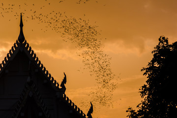  Million Bats at Thailand