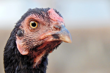 Closeup of Indian Chicken Head