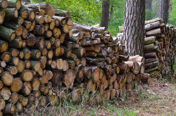 stacks of firewood in the forest