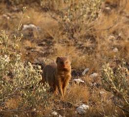 Slender mongoose