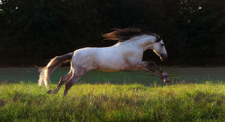 Obraz na płótnie Canvas Gray horse run on the dark green trees background 