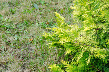close up of cypress branches on green grass background