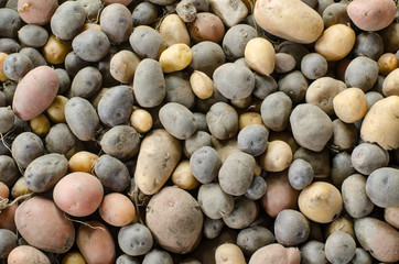 background of organic colorful potatoes