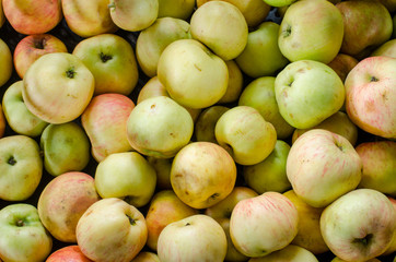 background of organic yellow apples