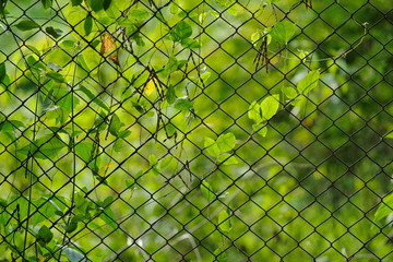 chain link metal fence with blur outdoor background