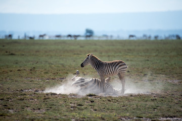 Fototapeta na wymiar Rolling Zebra