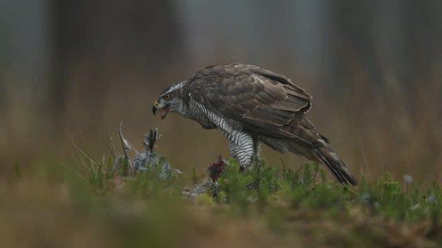 Wildlife feeding scene from forest with birds of prey. Goshawk kill Common Pheasant on the grass in green forest, bird of prey in the nature habitat, Norway. Goshawk in the forest with kill bird. 