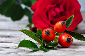 Ripe rosehips with red rose