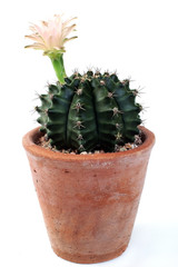 Cactus flower isolated on white background