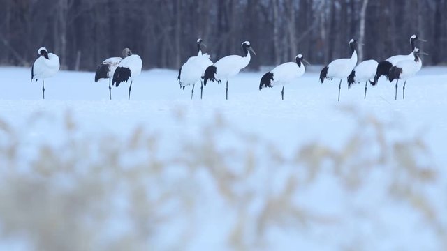 Birds in the snow. Red-crowned crane in Japan. Winter scene from Japan. Birds and snow during winter. Red-crowned crane, Grus japonensis, birds with snow storm, Hokkaido, Japan. Snow with forest. 