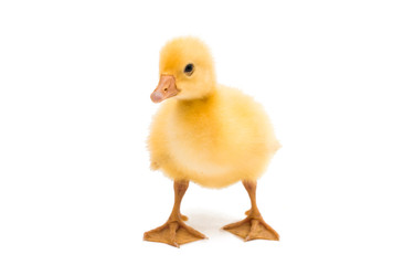 small geese isolated