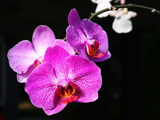 violet orchid flower on black background