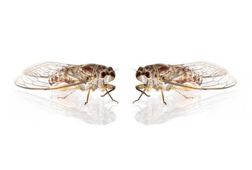 Double Cicadas insect, on white background