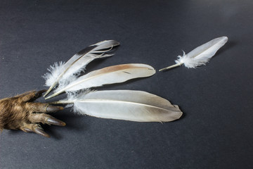 feathers and paw of a wild animal on black background