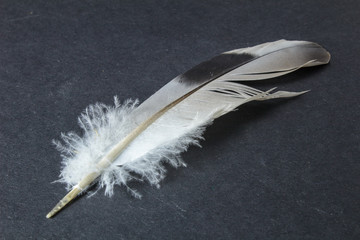 some colored feathers on a black background