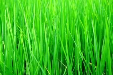 green paddy rice field close up for background use