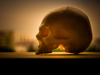 Art skull