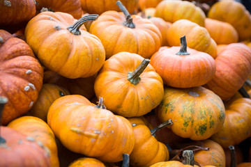 Pile of big yellow pumpkins, natural background