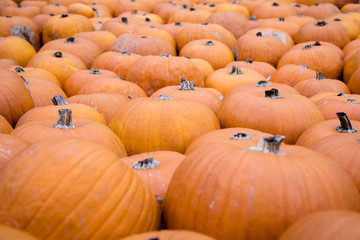 Pile of big yellow pumpkins, natural food background