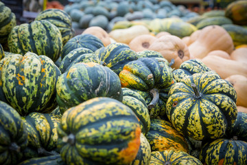 Fototapeta na wymiar Pile of big green pumpkins, natural background