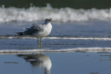 Bird calling in surf (Ring-billed gull), OBX