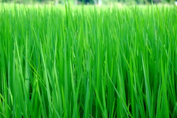 green paddy rice field close up for background use