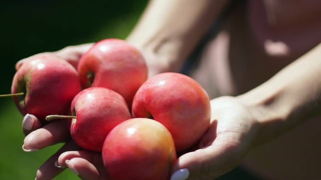 Red ripe apples in female hands. Vintage. Apple Spas. Five apples in female hands. Apple orchard. Summer garden. Harvesting.
