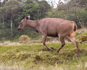 Deer walking in jungle