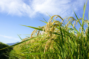 米の収穫　Ear of rice