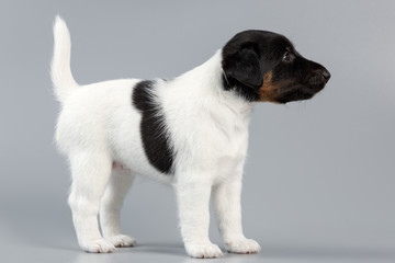 Smooth fox terrier. The puppy on a gray background, photographed