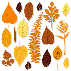 Autumn leaves set on white background vector