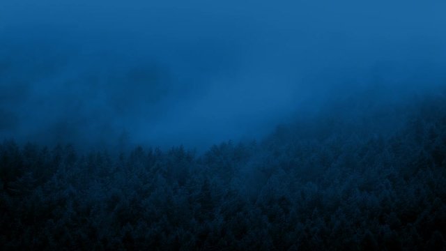 Mist Moves Over Forest At Night