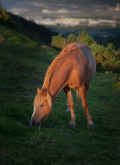 Obraz premium Horse at sunset on Kilvey Hill