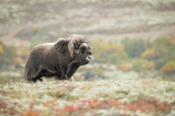 Fototapeta premium Musk Ox