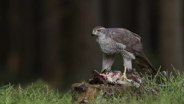 Goshawk kill Common Pheasant on the grass in green forest, bird of prey in the nature habitat, Norway. Goshawk in the forest with kill bird. Wildlife feeding scene from forest with birds of prey. 